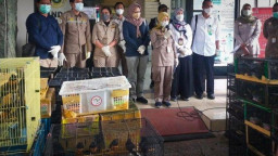 Ribuan Ekor Burung Kicau Gagal Diselundupkan ke Lamongan