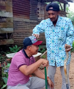 Pilkades Serentak di Kab. Sumenep, Usai Digelar, Hampir 50% Incumbent