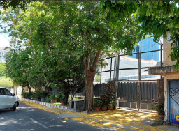 Bunga Angsana Kuning Mulai Gugur di Jalanan Surabaya