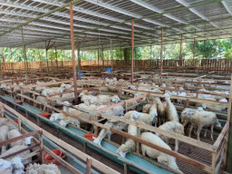 Ketersediaan Hewan Kurban di Bojonegoro Dipastikan Cukup Aman