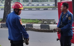 Ngeri! Damkar Bogor Berhasil Evakuasi Ular Sanca Jumbo, Begini Penampakannya