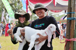 Kontes Kambing Senduro Diharapkan Dongkrak Perekonomian Lumajang