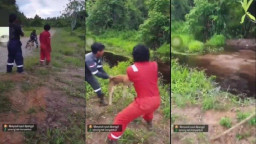 Brutal! Pelaku Pelempar Anjing Hidup Kerawa-Rawa Buaya Kini Dipecat dan Ditahan Polisi