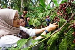 Disperta Banyuwangi Daftarkan Paten Indikasi Geografis Kopi Robusta