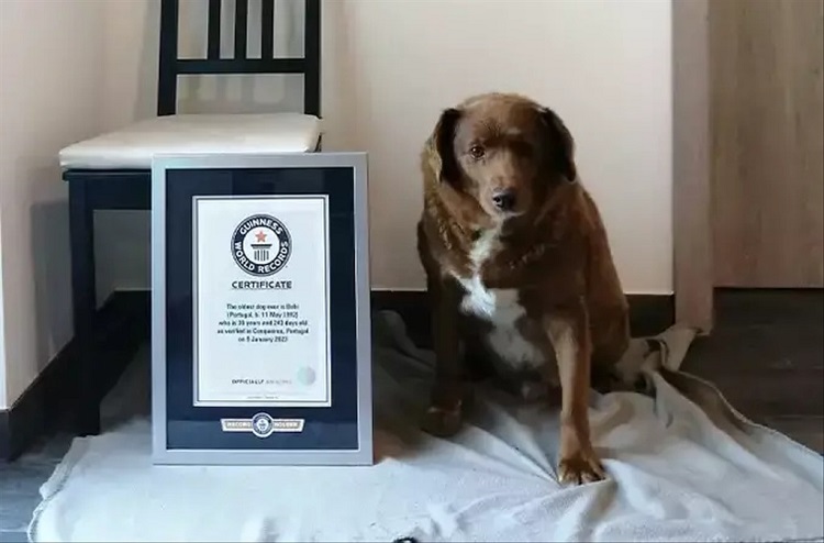 Bobi saat dinobatkan Guinness World Record sebagai anjing tertua di dunia. SP/ SBY