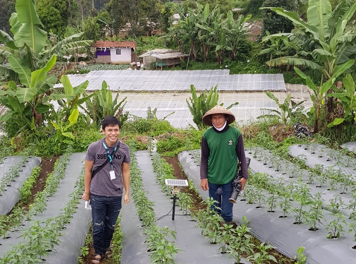 Aktivitas Petani Muda Tanaman Cabai. SP/M.AIDID