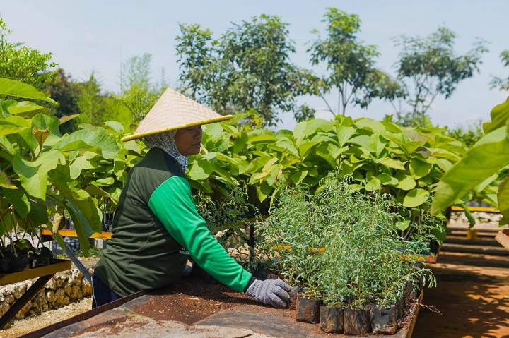 Petani green belt melakukan pembibitan di area green house eco park kembang semi, untuk reklamasi lahan pasca tambang SIG di Pabrik Tuban, Jawa Timur. SP/SIG