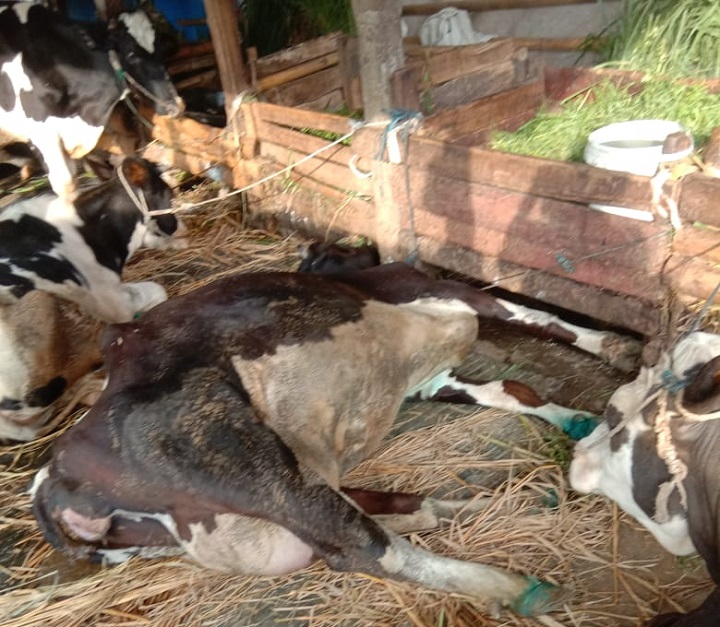 Sapi-sapi yang mati kena PMK di Junrejo, Batu.