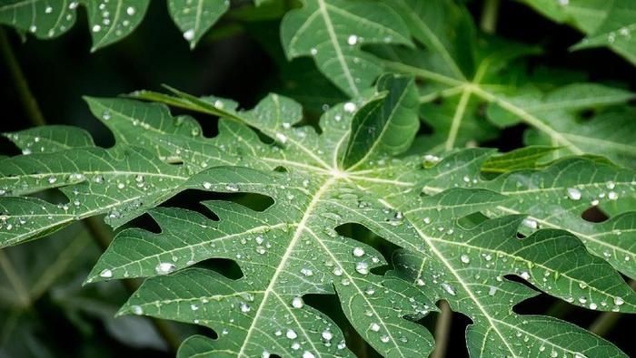 Daun Pepaya. SP/ Desy