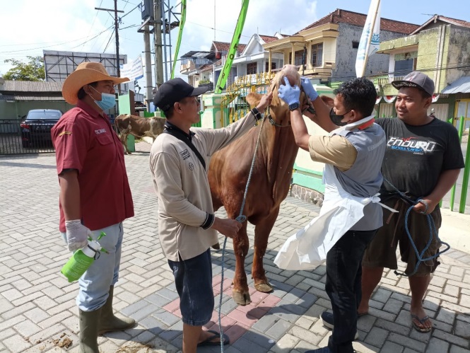 Petugas memeriksa kesehatan sapi di Kabupaten Tulungagung. Foto: Disnakkeswan Tulungagung.