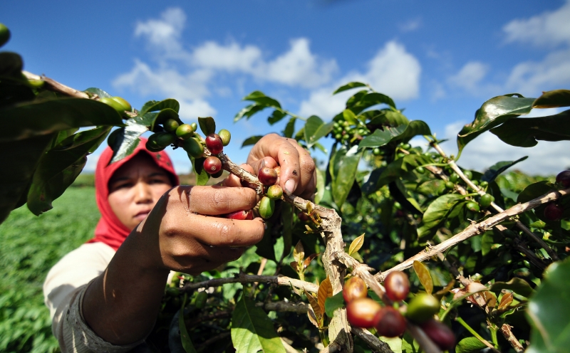 Petani kopi di Situbondo. Foto: Kominfo Jatim.