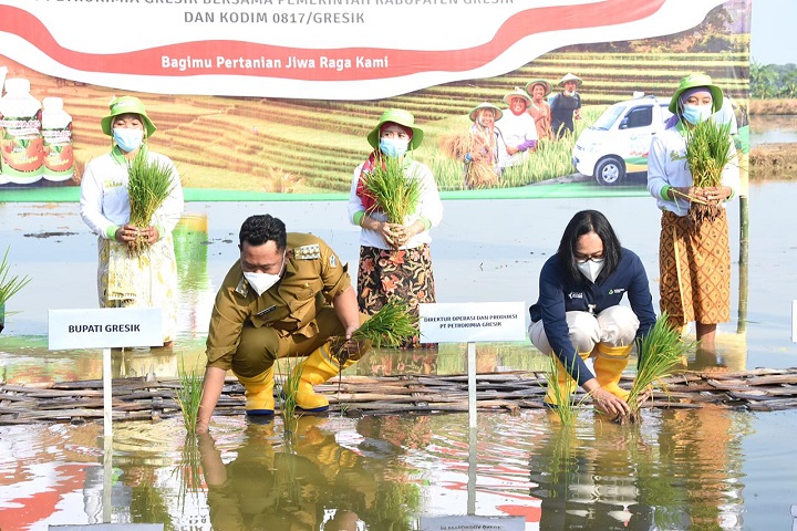 Bupati Gresik Fandi Akhmad Yani didampingi Direktur Operasi dan Produksi PG Digna Jatiningsih saat menanam padi di lahan Demplot Dambaan dengan pengaplikasian Phonska OCA. SP/M.AIDID