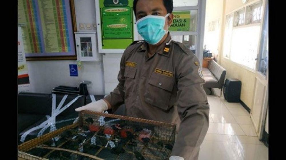 Petugas Karantina Pertanian Surabaya wilker Tanjung Perak saat menunjukkan hasil sitaan burung/unggas tanpa dokumen asal Balikpapan. 