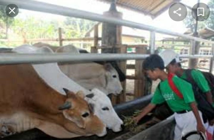 Dinas Peternakan kab Pasuruan melarang keras memotong hewan betina. SP/Her