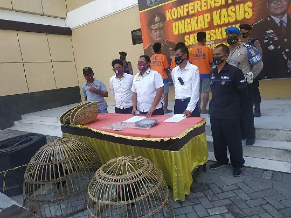 Gerebek Judi Sabung Ayam, Satu Pelaku Reaktif Covid-19