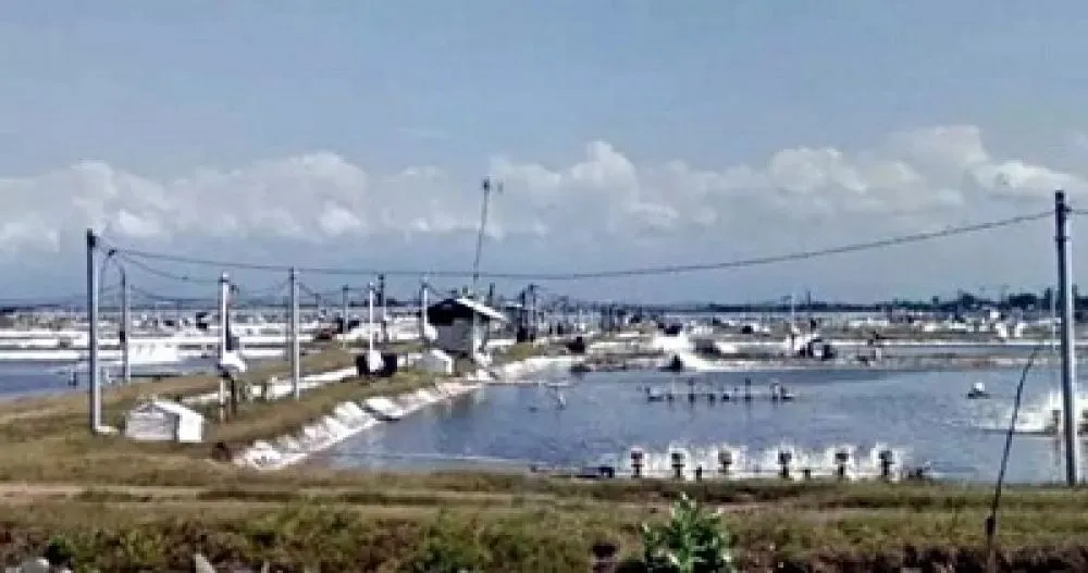 Dugaan Pencurian Udang di PT Bumi Subur, Diduga Libatkan Oknum Dewan