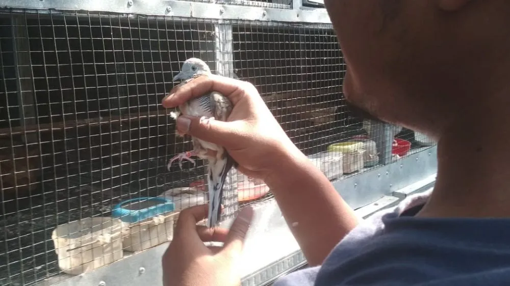 Pria di Jombang Ternak Burung Perkutut Karena Teringat Sang Bapak