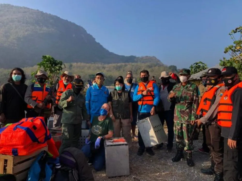 BKSDA Jember Lepasliarkan 40 Monyet Ekor Panjang