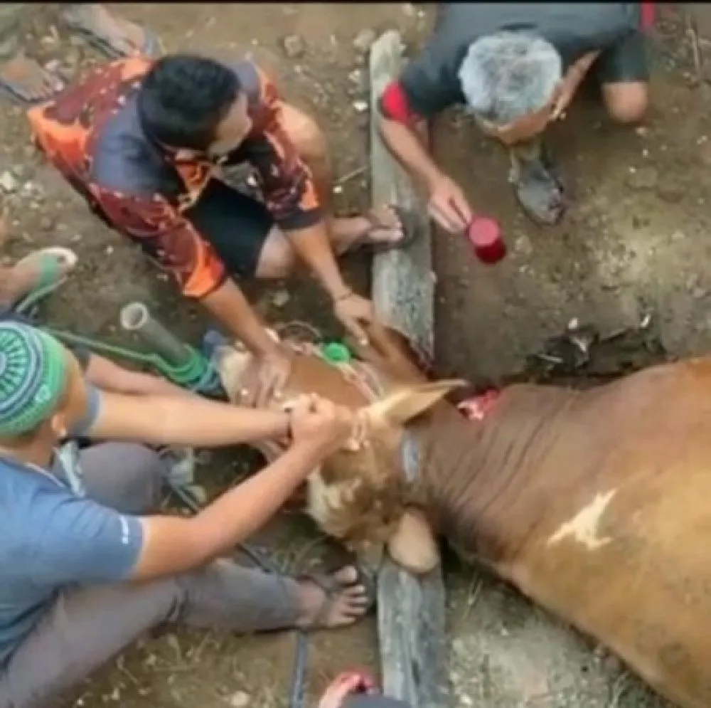 Bikin Geger, Pria Tua di Garut Minum Darah Sapi Kurban