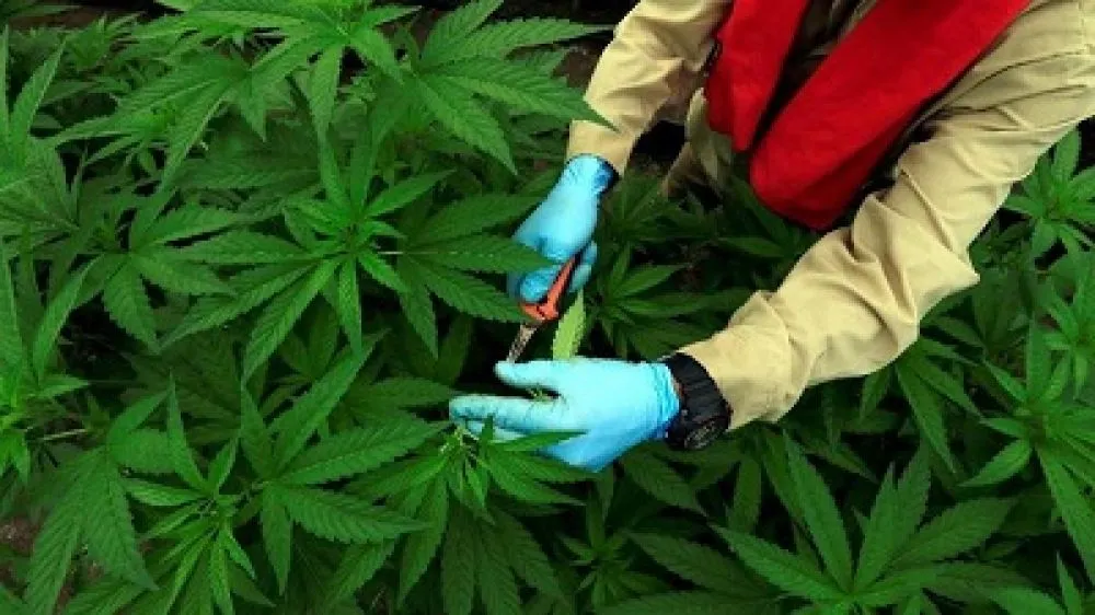 Penyakit yang Bisa Disembuhkan Ganja, dari Kanker hingga Sakit Jiwa