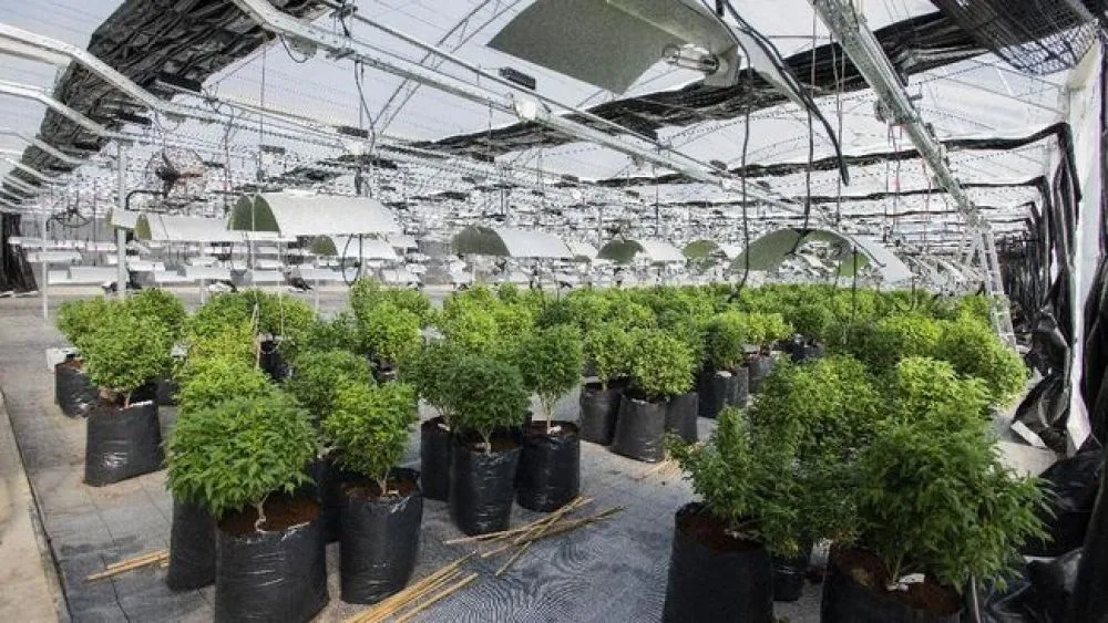 Ini 10 Negara yang Akui Kemanjuran Ganja untuk Obat, selain Indonesia