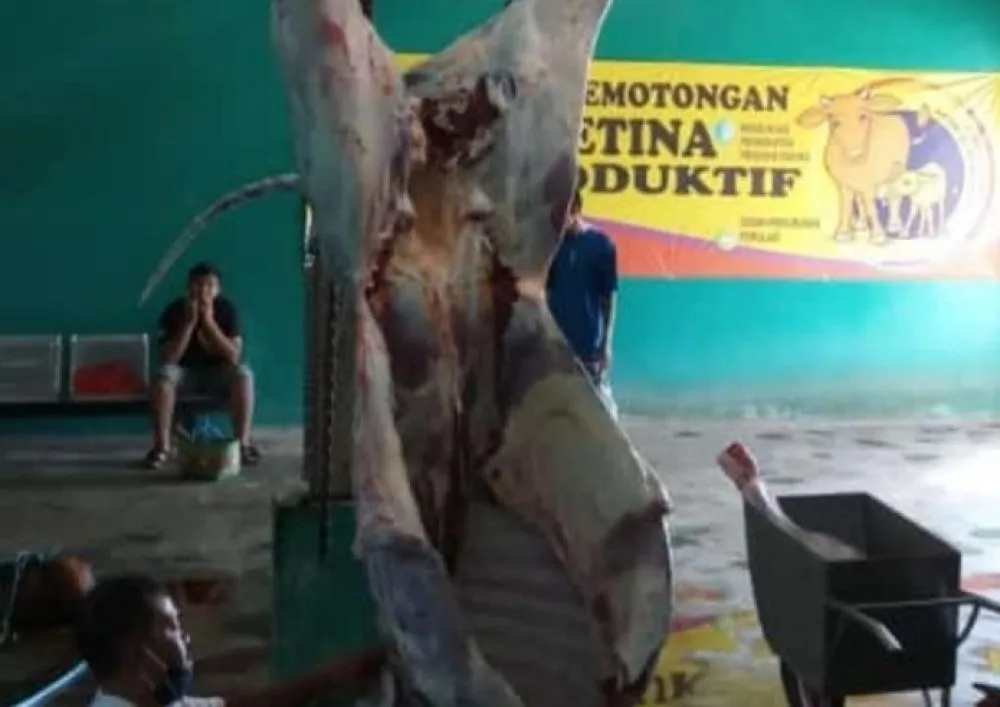 Sebanyak 81 Hewan Kurban di Blitar Terkena Cacing Hati