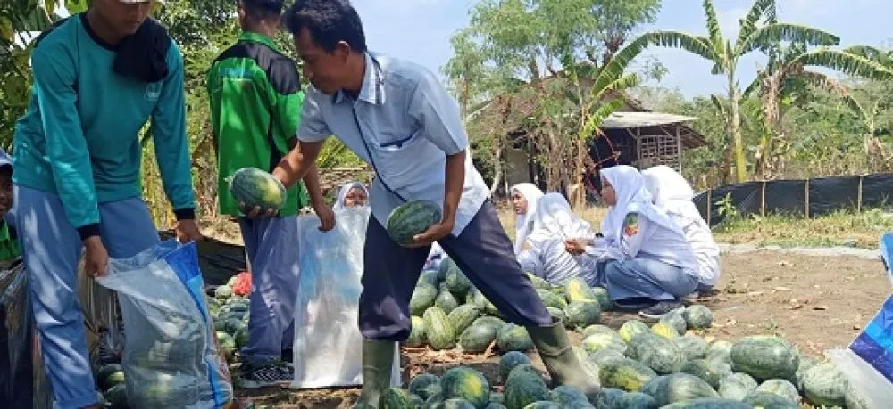 Santri Sunan Drajat Panen Semangka Inul Kuning