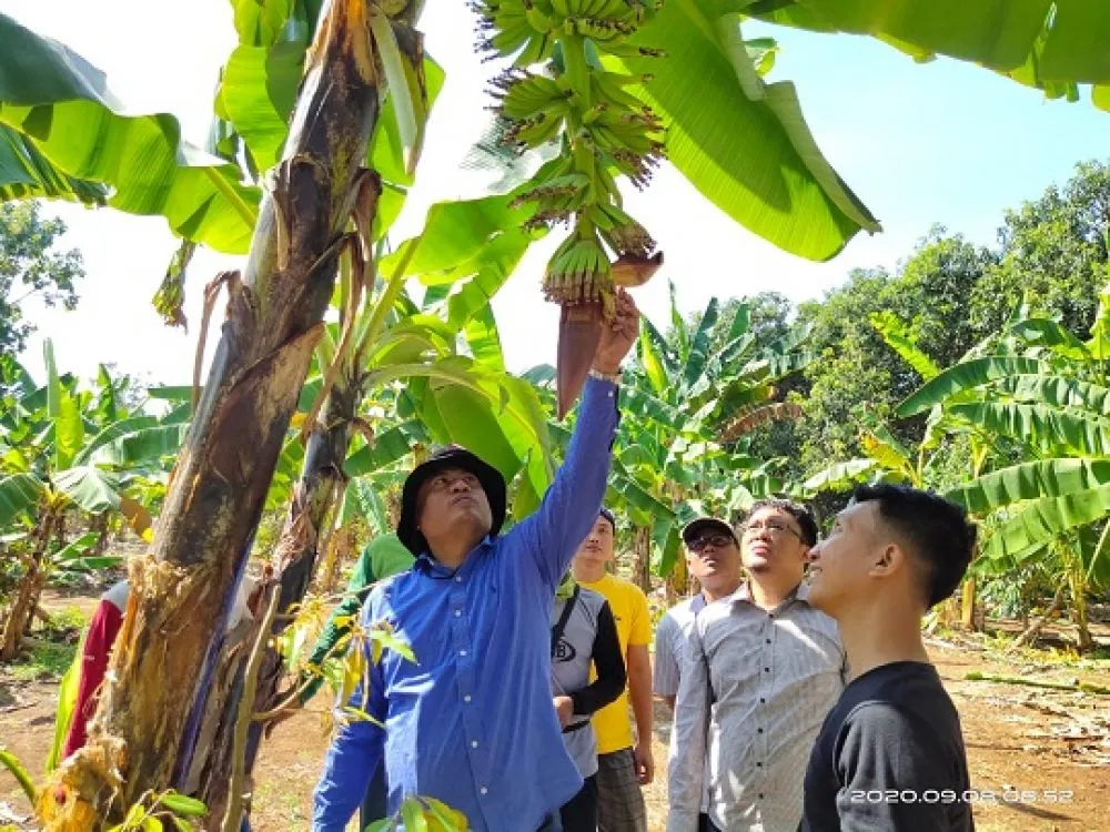 Kaji Sholah Segera Bangun Pabrik Pengolahan Pisang di Lamongan
