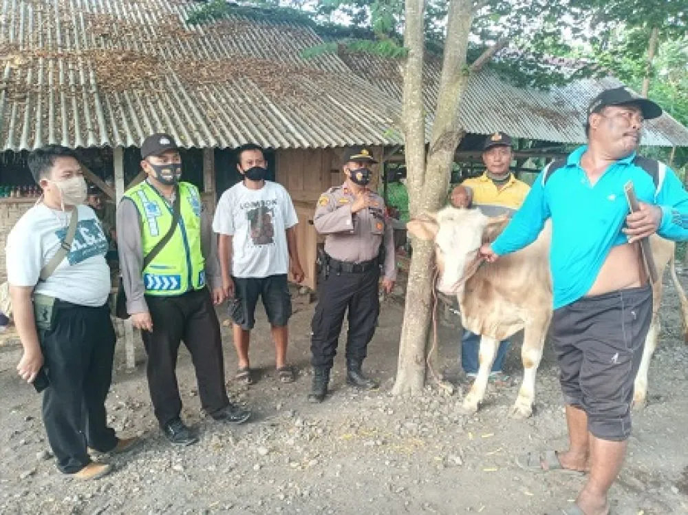 Kapolsek Yosowilangun dan Warga Berhasil Temukan 1 Ekor Sapi Curian
