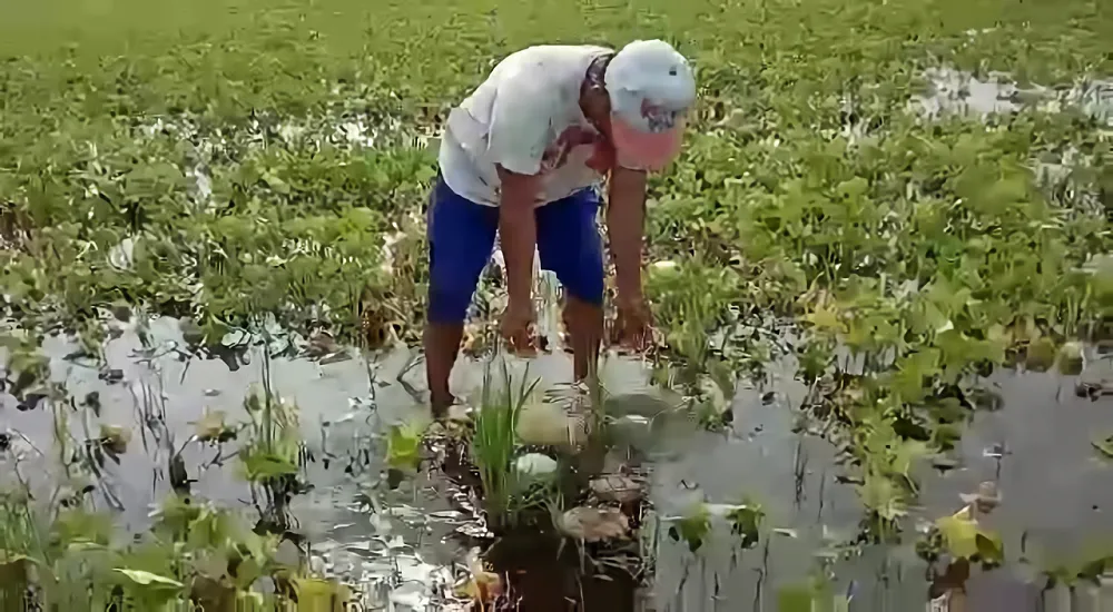 Keduluan Musim Hujan, Petani Semangka Gagal Panen