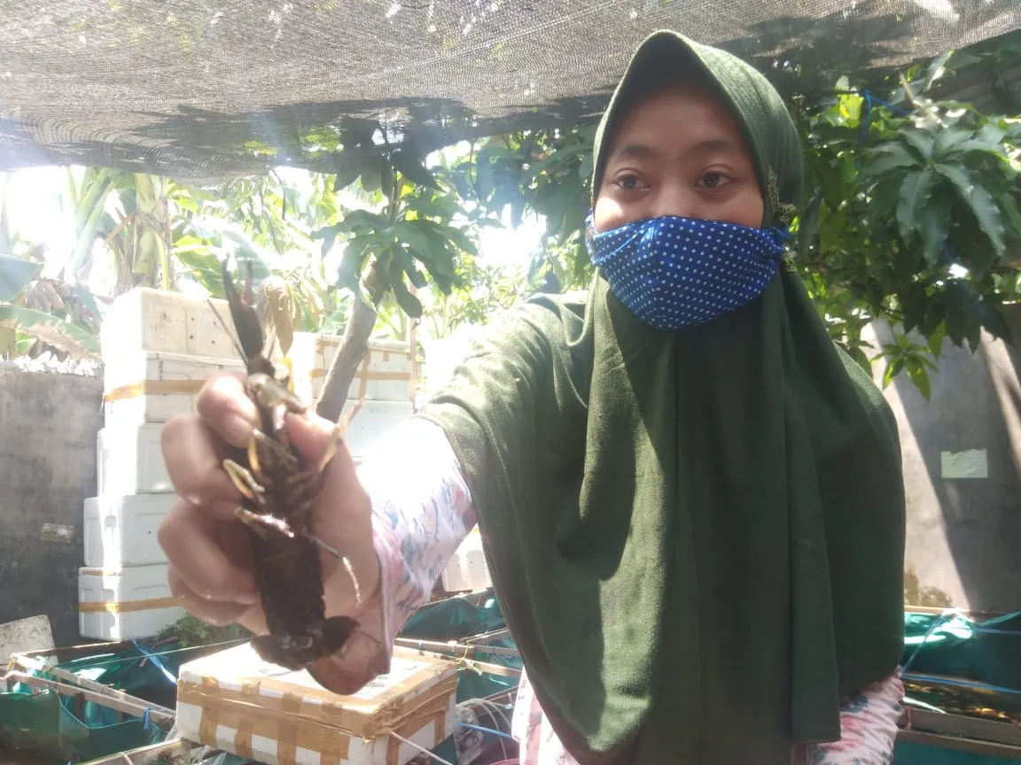 Budidaya Lobster Air Tawar Bergairah di Era Pandemi Covid-19