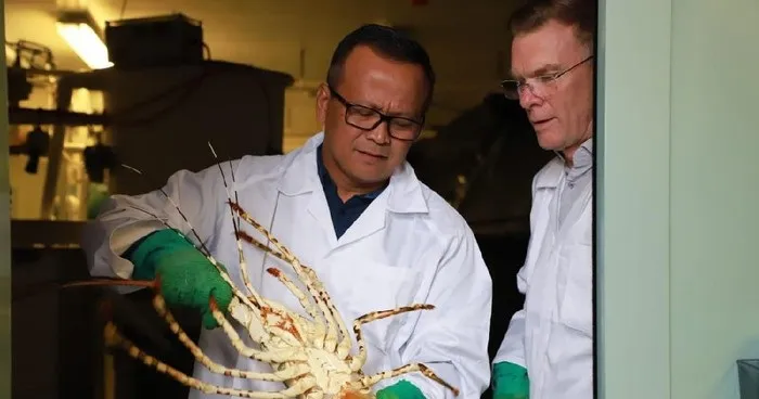 Tata Kelola Ekspor Lobster By Design oleh Pemain Besar Saja
