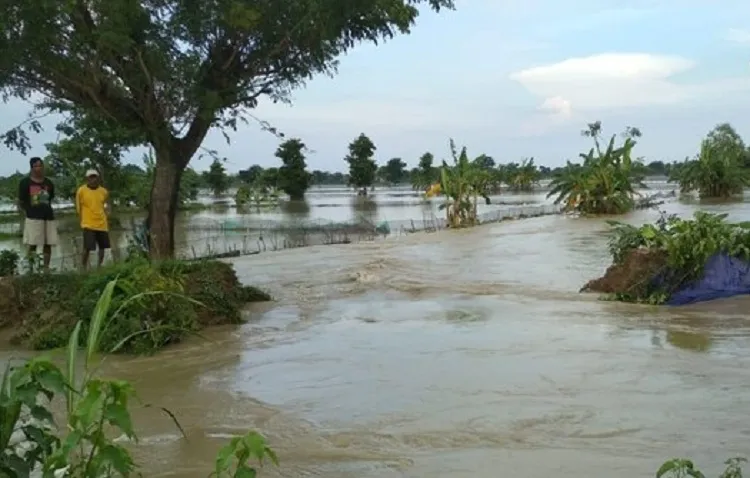 Tanggul Jebol, Ratusan Hektar Tambak Terendam Banjir