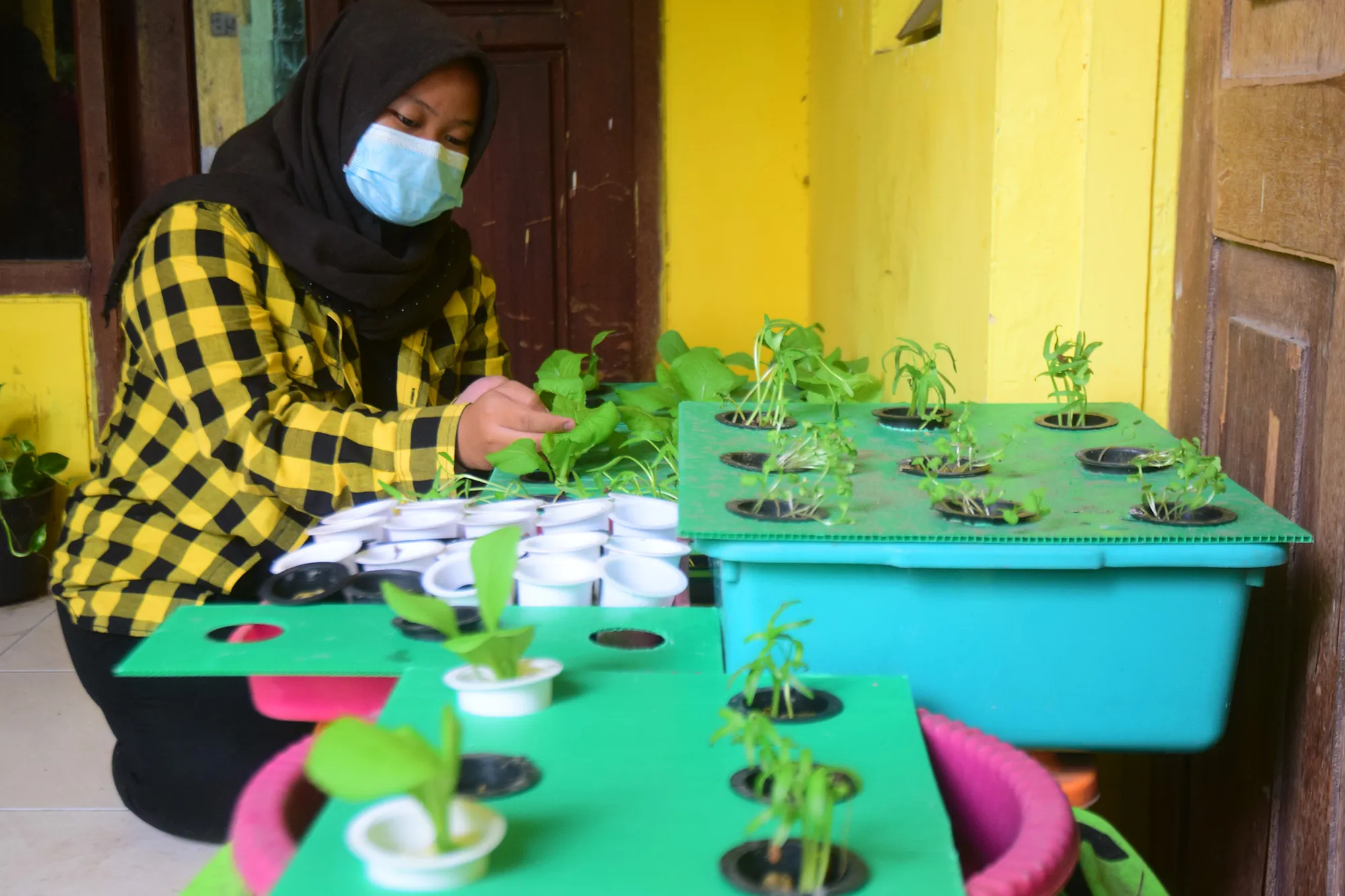 Penggiat Tanaman Hidroponik di Perkampungan Padat