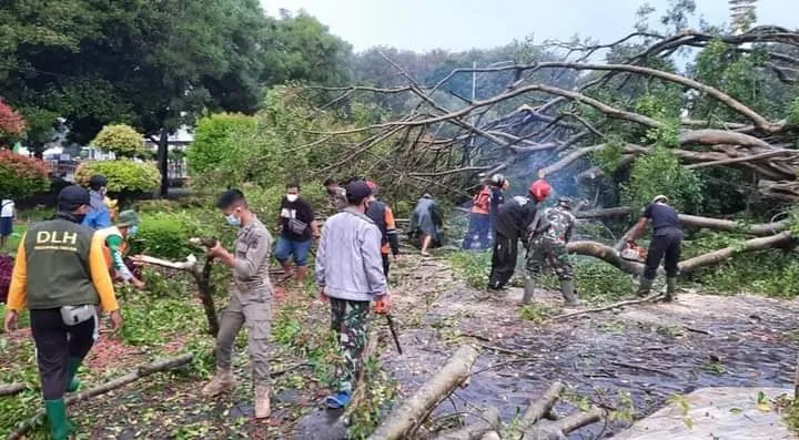 Pohon Beringin Ditengah Alun-alun Lumajang Tumbang