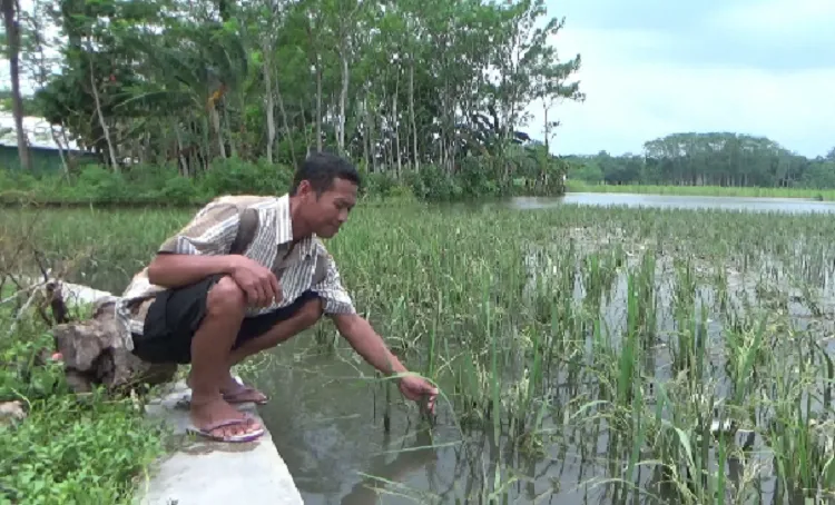 Sawah 100 Hektare di Lumajang Terancam Gagal Panen