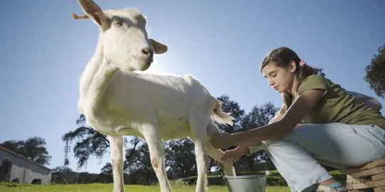 Susu Kambing Etawa yang Mampu Tingkatkan Kecerdasan Otak Anak