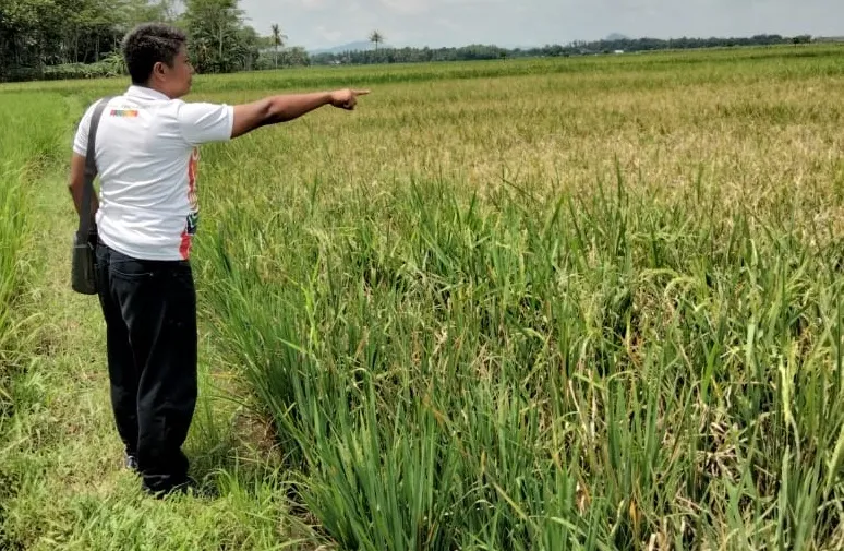 Pemerintah Rencana Impor, Petani di Jember Menjerit Minta Keadilan