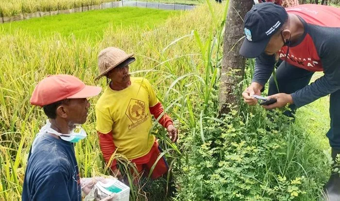 Hama Tikus Resahkan Puluhan Petani Hingga Tanggul Jebol dan Banjir