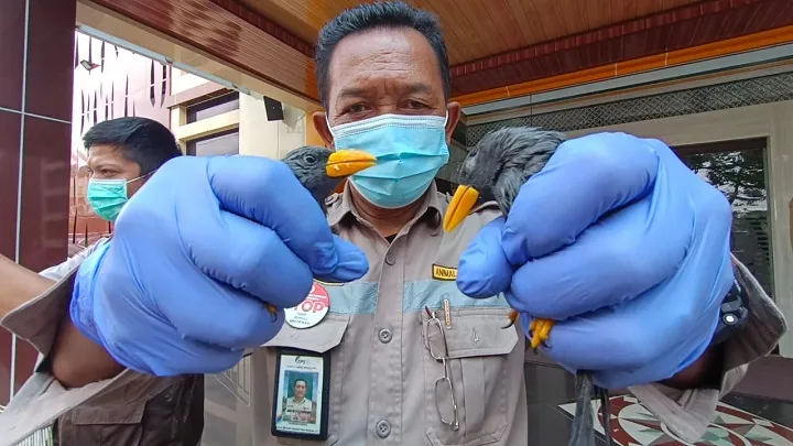Ratusan Satwa Dilindungi Diselundupkan lewat Tanjung Perak
