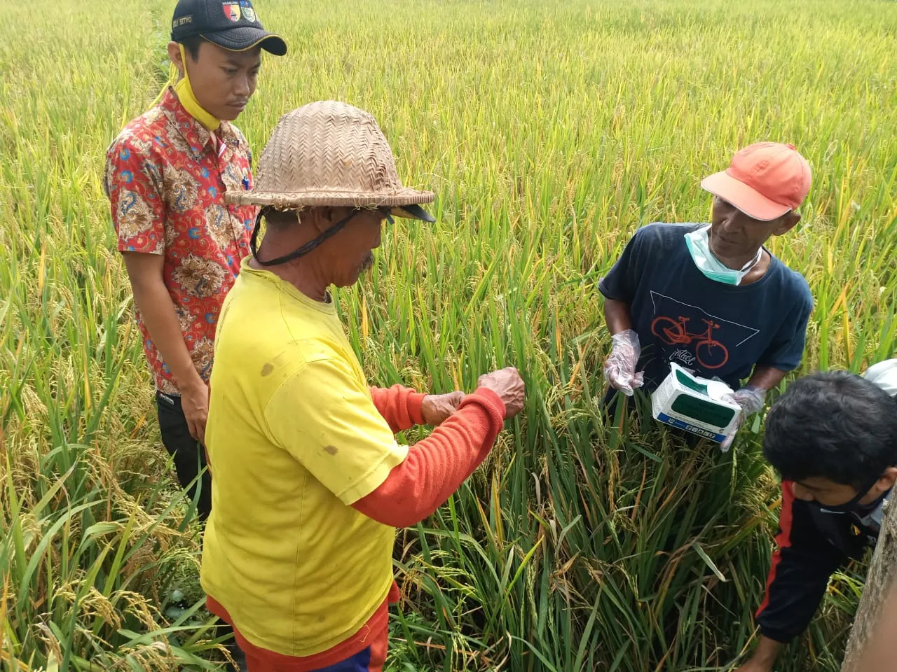 Puluhan Petani Kediri Pasang Umpan Basmi Hama Tikus