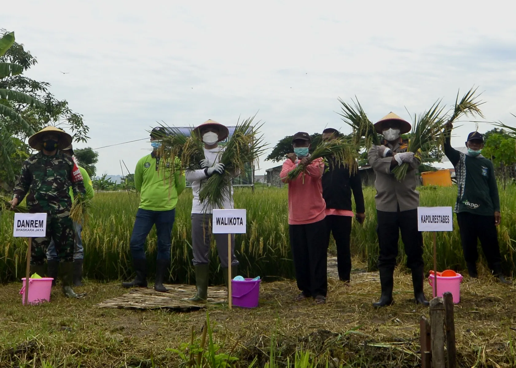 Wali Kota Eri Bersama Kelompok Tani Panen Raya Padi di Pakal