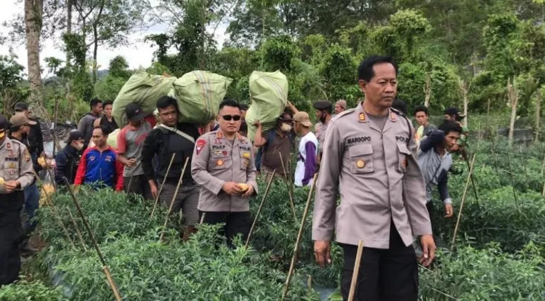 Oknum Guru Tanam Ratusan Batang Ganja di Belakang Rumah
