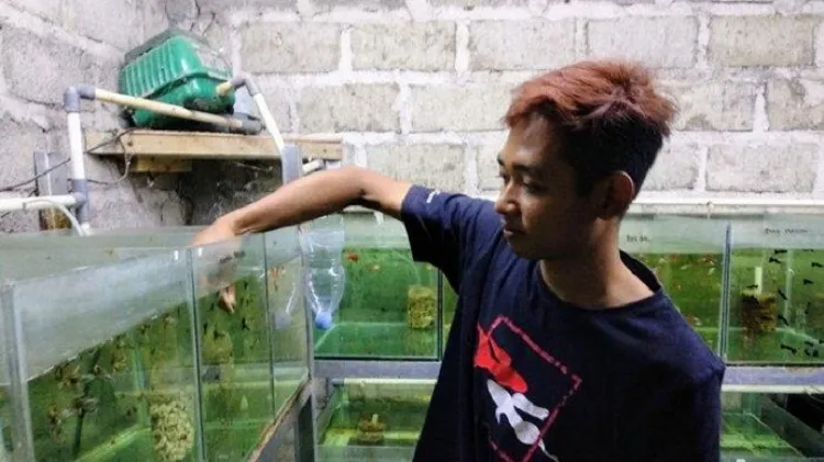 Peluang Usaha Pandemi, Surip Untung Besar Budidaya Ikan Guppy