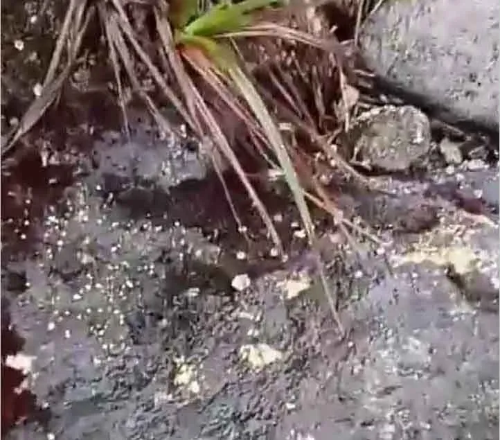 Cuaca Ekstrem, Jalur Pendakian Gunung Arjuno - Welirang Kembali Tutup