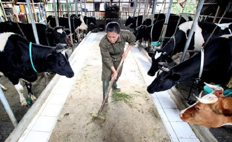 Tekan Impor Daging, BUMN Akan Beli Peternakan Sapi di Belgia