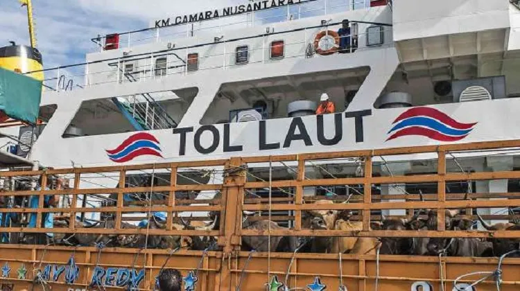 Kemenhub Gencarkan Bisnis Angkutan Khusus Ternak