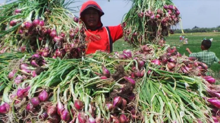 Kementan Dorong Pertanian Hortikultura Bawang Merah Glowing