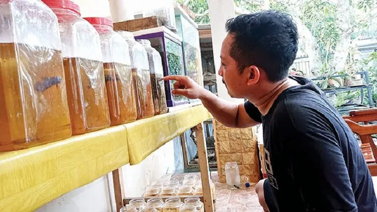 Sukses Berbisnis Ikan Cupang Alam Beromzet Jutaan