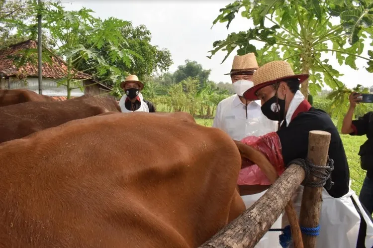 Lamongan Dipilih Jadi Pengembangbiakan Sapi Belgian Blue